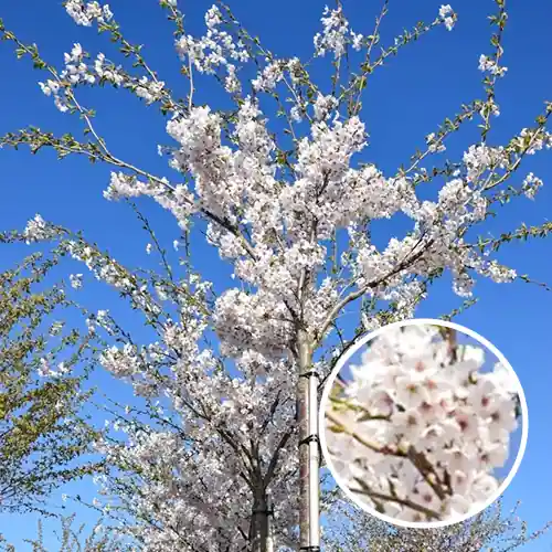 Prunus Yedoensis | Erg populair