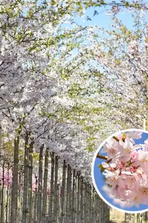 Aanbieding | Prunus Autumnalis Rosea