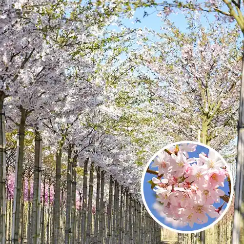 Aanbieding | Prunus Autumnalis Rosea