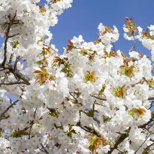 Prunus Taihaku | Net gelanceerd