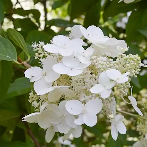 Deal - Hydrangea paniculata White Lady