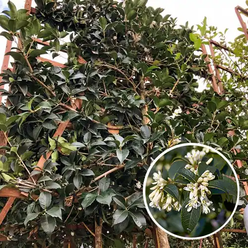 Osmanthus Burkwoodii Leivorm - Nieuw binnengekomen