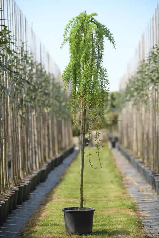 Larix kaempferi ‘Stiff Weeper‘ - Bijna uitverkocht