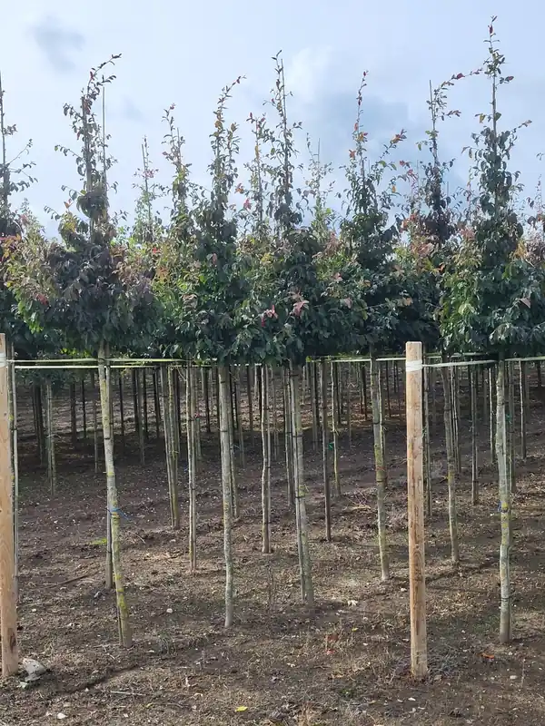 Professionele kwaliteit - Parrotia persica