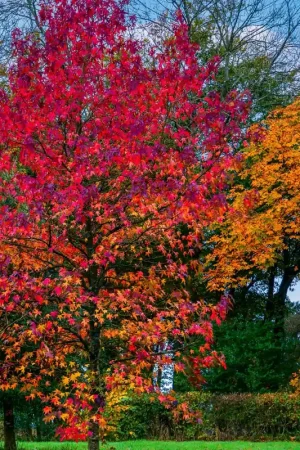 Aanbieding | Acer Rubrum
