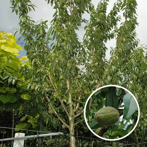 Oude Amandelboom 14-16 | Gratis retourneren
