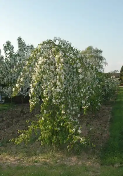 Malus Red Jade - Nieuw binnen