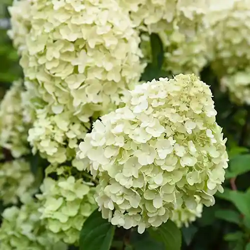 Superprijs - Hydrangea paniculata Silver Dollar