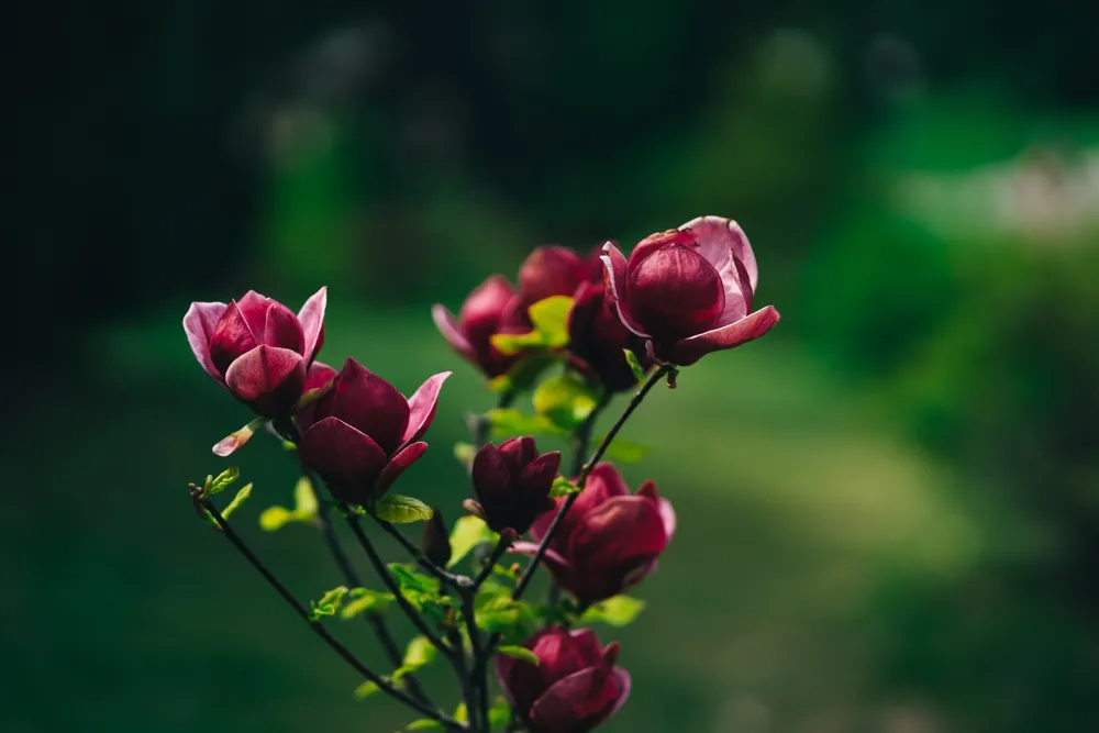 Magnolia Black Tulip - Hoog gewaardeerd