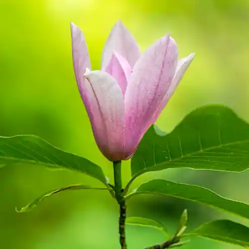 Magnolia Heaven Scent - Meest verkocht