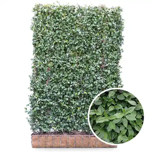 Laatste kans | Kant en klaar haag Euonymus Dart‘s Blanket