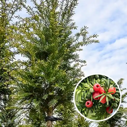 Eenvoudig retourneren - Taxus Baccata Hoogstam
