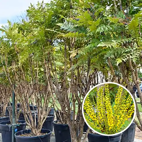 Mahonia Meerstammig - Topdeal