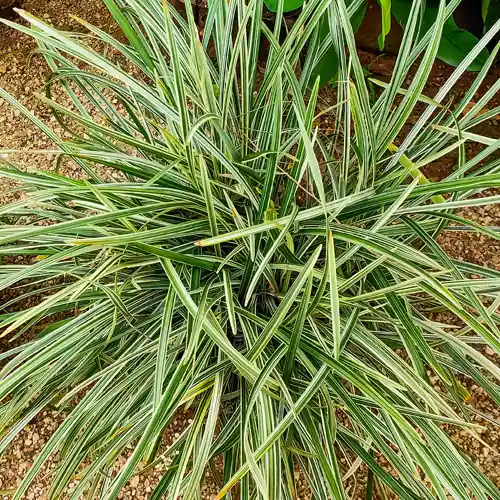 Carex morrowii Variegata - Fabrieksprijs