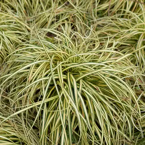 Topprijs | Carex oshimensis Evergold