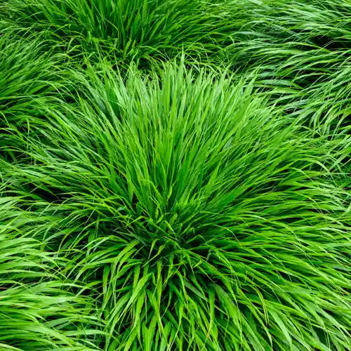 Nieuw in de shop - Hakonechloa macra