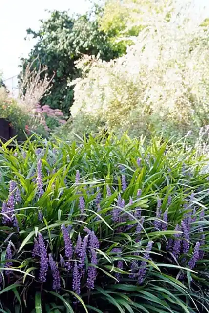 Liriope muscari Moneymaker | Topproduct