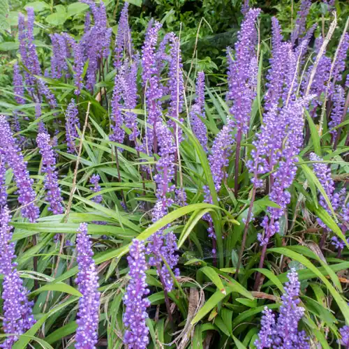 Liriope muscari Big Blue | Nog enkele stuks