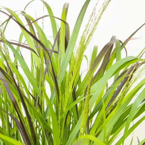 Bespaar nu | Panicum virgatum Squaw