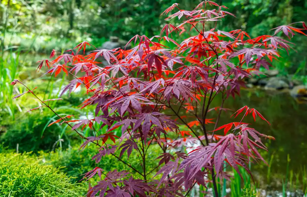 Hoge kwaliteit | Acer palmatum Atropurpureum