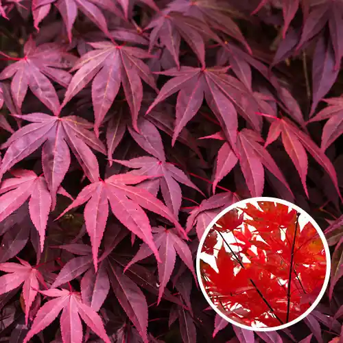 Acer palmatum Bloodgood | Nu beschikbaar