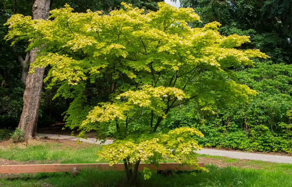 Prijs verlaagd | Acer palmatum Orange Dream
