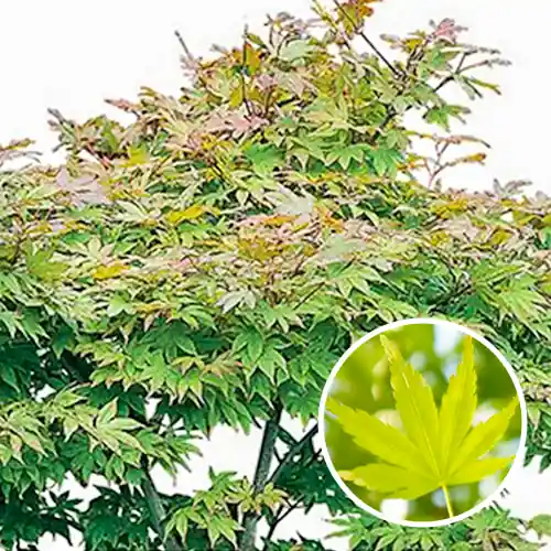 Japanse Esdoorn groen | Spoedlevering