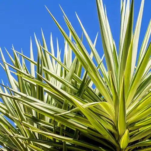 Koop vandaag - Yucca filamentosa Ivory Towers