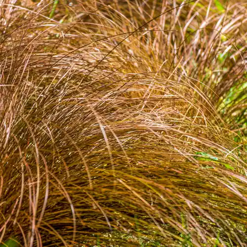 Carex comans Bronze Form | Veilig winkelen