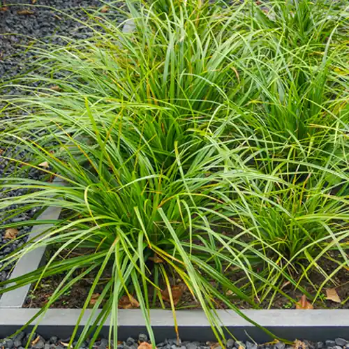 Topproduct - Carex foliosissima Irish Green