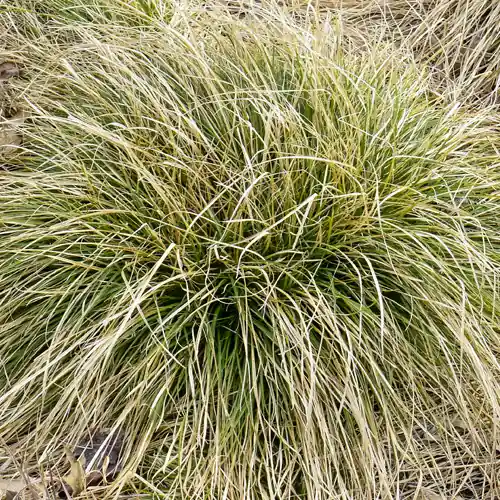 Erg populair | Carex comans Frosted Curls