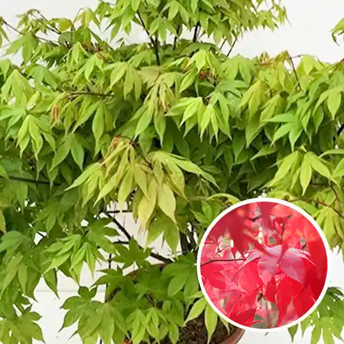 Japanse Esdoorn Osakazuki 50-60 | Meest verkocht