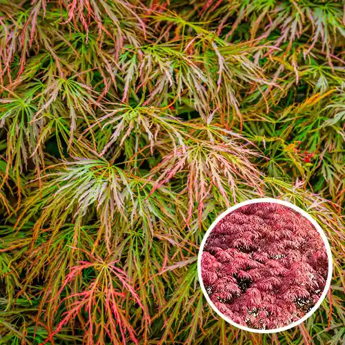 Acer palmatum Ornatum - Online kopen