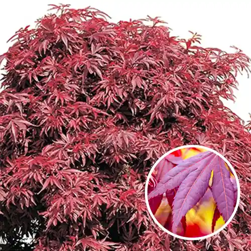 Acer palmatum Shaina | Direct bestellen