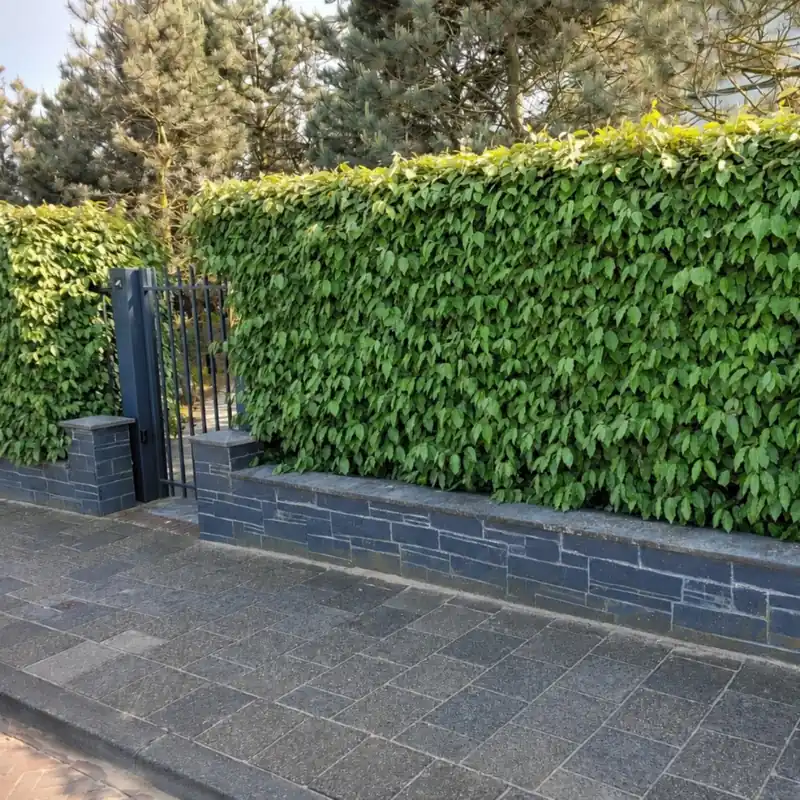 Verlaagde prijs | Olijfwilg Compacta