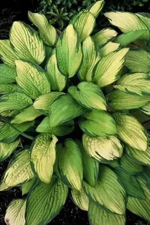 Zeer goed beoordeeld - Hosta Gold Standard