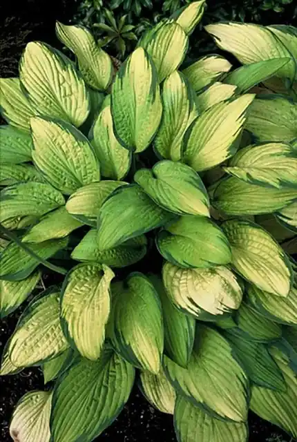 Zeer goed beoordeeld - Hosta Gold Standard