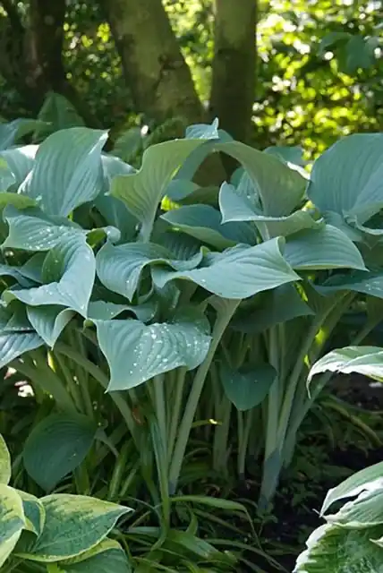 Hosta Krossa Regal | Speciale deal