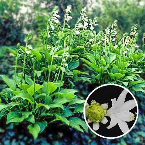 Korting | Hosta Royal Standard