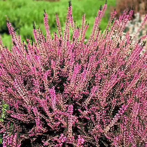 Calluna vulgaris Marleen - Rechtstreeks uit de fabriek
