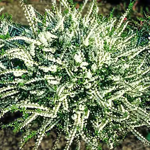 Veilig winkelen | Calluna vulgaris Kinlochruel