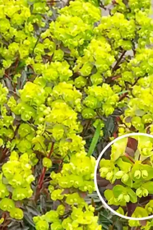 Zojuist toegevoegd - Euphorbia amygdaloides Purpurea