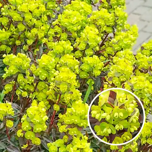 Zojuist toegevoegd - Euphorbia amygdaloides Purpurea