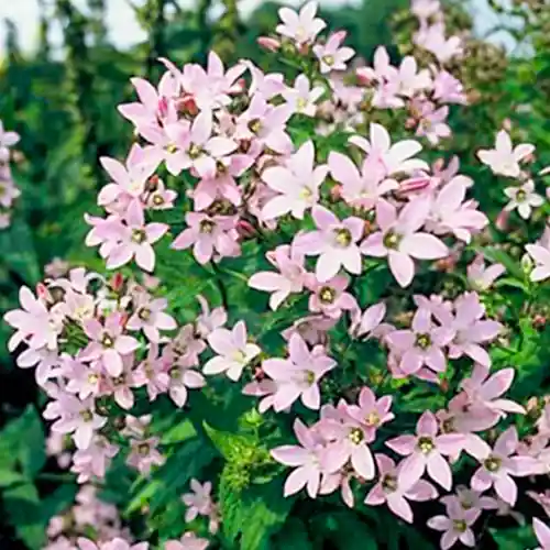 Erg populair - Campanula lactiflora Loddon Anna