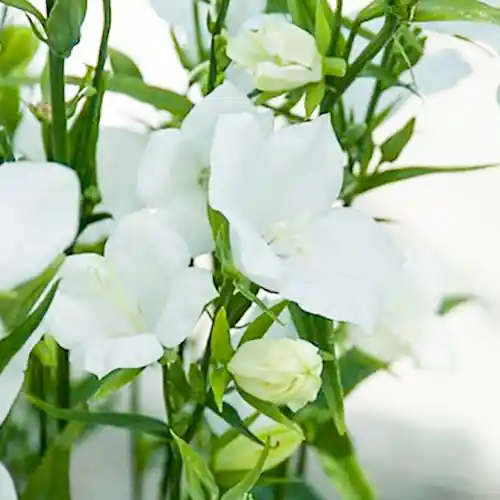 Campanula persicifolia Alba - Rechtstreeks van de fabrikant