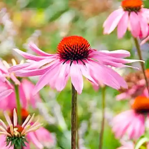 Meest verkocht - Echinacea purpurea Magnus