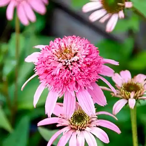 Bestseller | Echinacea ‘Pink Double Delight‘