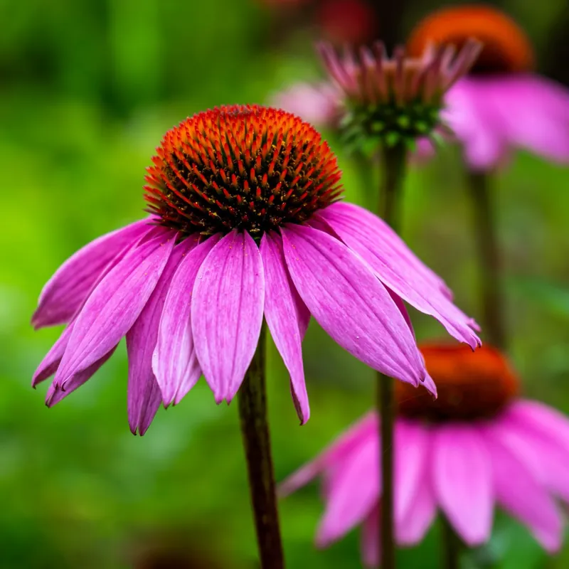 Populair bij klanten | Echinacea purpurea