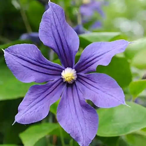 Nieuw product | Clematis Alpina 50-60 cm