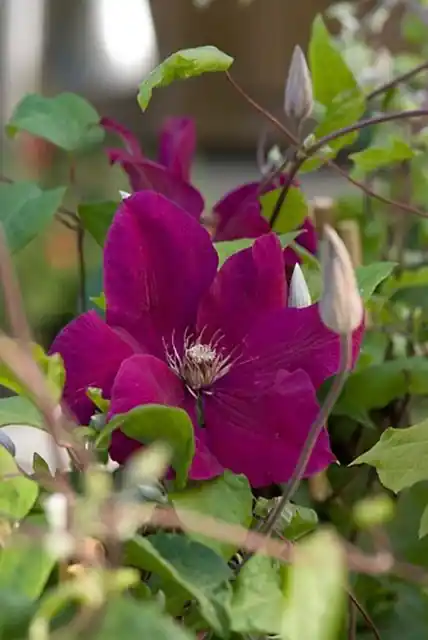 Klantfavoriet | Clematis Rouge Cardinal 50-60 cm